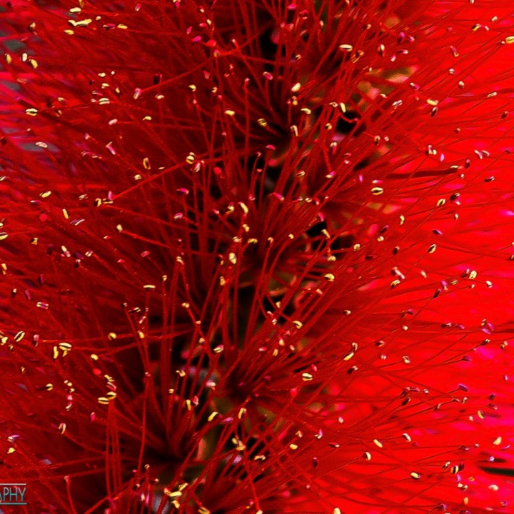 Red bottlebrush flower (Callistemon citrinus)